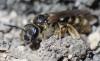Lasioglossum sp.